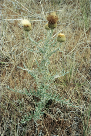Platte thistle